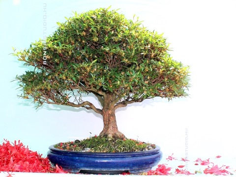 satsuki bonsai kek mazas talban